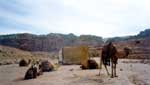 camels in petra